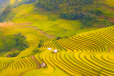 MÙ CANG CHẢI - SAPA MÙA LÚA CHÍN 